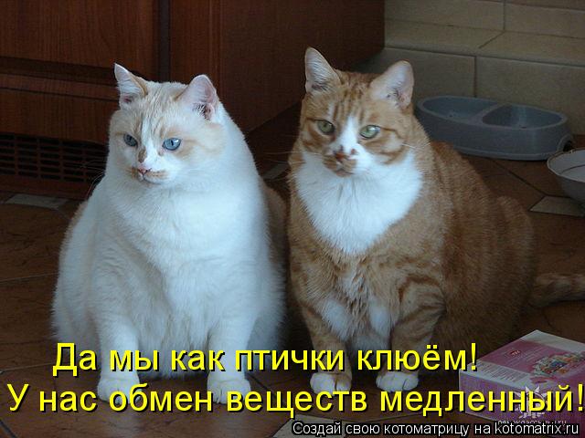 Да мы как птички клюём! У нас обмен веществ медленный!... Котоматрица: Да мы как птички клюём! У нас обмен веществ медленный!