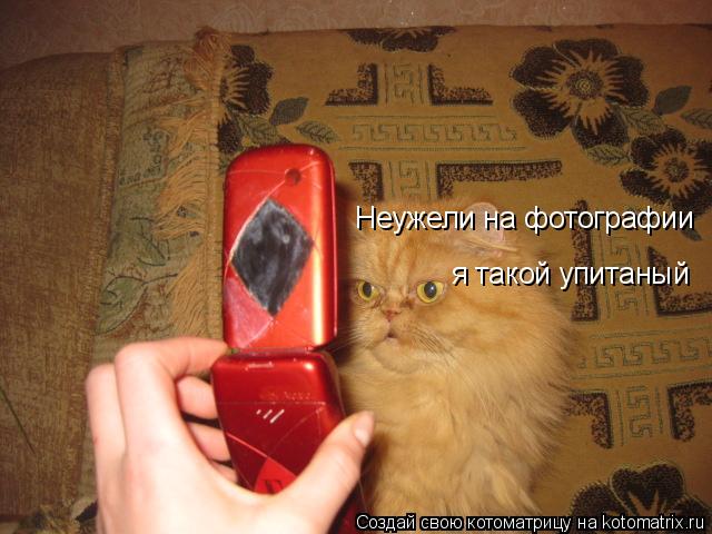Котоматрица: Неужели на фотографии я такой упитаный
