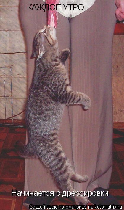КАЖДОЕ УТРО .... Начинается с дрессировки... Котоматрица: КАЖДОЕ УТРО .... Начинается с дрессировки