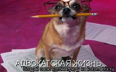 АДВОКАТСКАЯ ЖИЗНЬ... Котоматрица: АДВОКАТСКАЯ ЖИЗНЬ