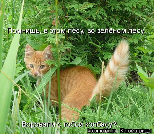 Помнишь, в этом лесу, во зелёном лесу, Воровали с тобой колбасу?..... Котоматрица: Помнишь, в этом лесу, во зелёном лесу, Воровали с тобой колбасу?..