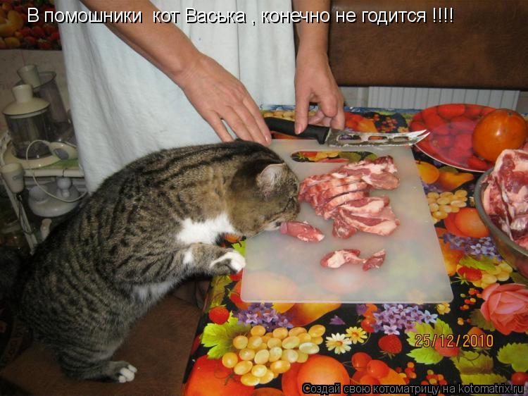 Котоматрица: В помошники  кот Васька , конечно не годится !!!!