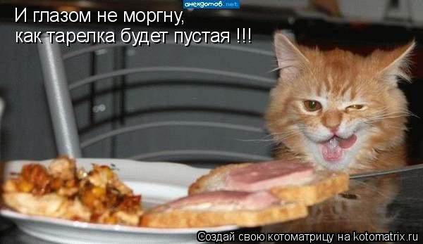 И глазом не моргну, как тарелка будет пустая !!!... Котоматрица: И глазом не моргну, как тарелка будет пустая !!!