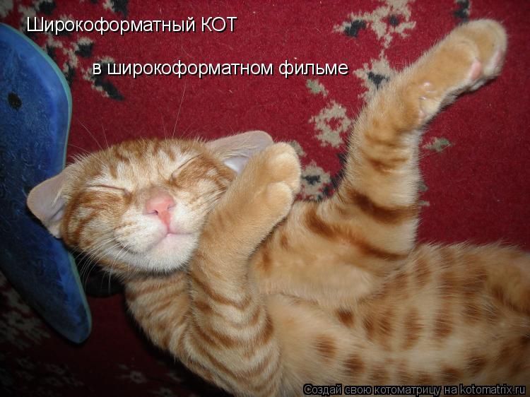 Широкоформатный КОТ в широкоформатном фильме... Котоматрица: Широкоформатный КОТ в широкоформатном фильме