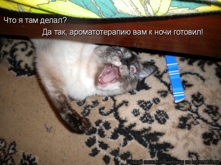 Что я там делал? Да так, ароматотерапию вам к ночи готовил!... Котоматрица: Что я там делал? Да так, ароматотерапию вам к ночи готовил!