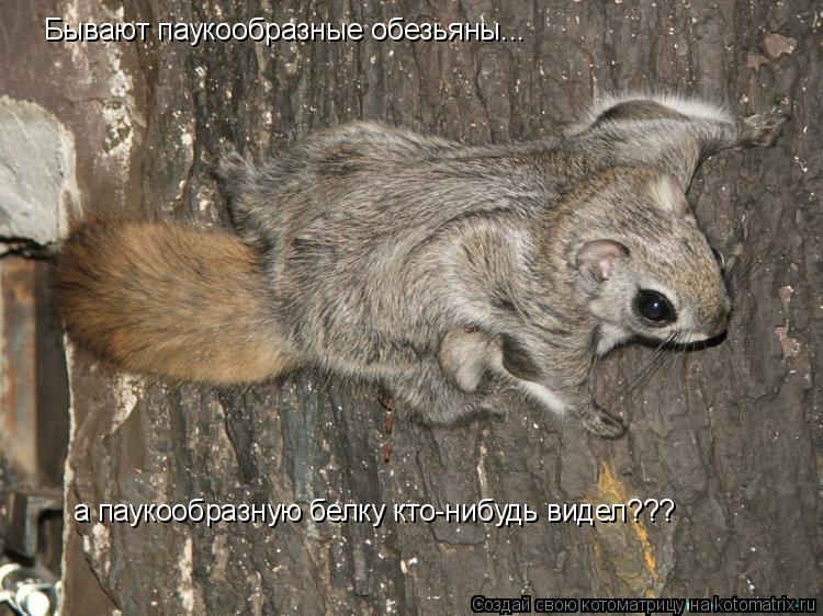 Бывают паукообразные обезьяны... а паукообразную белку кто-нибудь видел???... Котоматрица: Бывают паукообразные обезьяны... а паукообразную белку кто-нибудь видел???