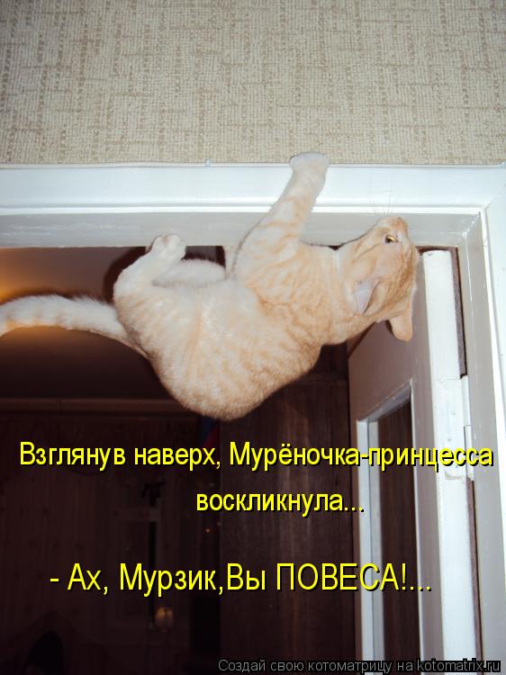 воскликнула... Взглянув наверх, Мурёночка-принцесса - Ах, Мурзик,Вы ПОВЕСА!...... Котоматрица: воскликнула... Взглянув наверх, Мурёночка-принцесса - Ах, Мурзик,Вы ПОВЕСА!...