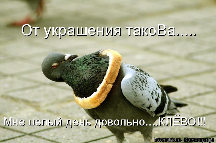 От украшения такоВа..... Мне целый день довольно....КЛЕВО!!! ..... Котоматрица: От украшения такоВа..... Мне целый день довольно....КЛЕВО!!! ..