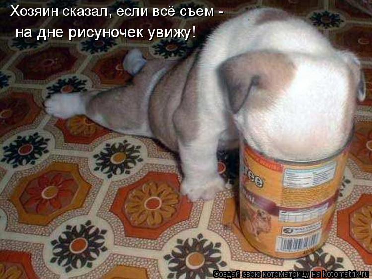 Хозяин сказал, если всё съем - на дне рисуночек увижу!... Котоматрица: Хозяин сказал, если всё съем - на дне рисуночек увижу!
