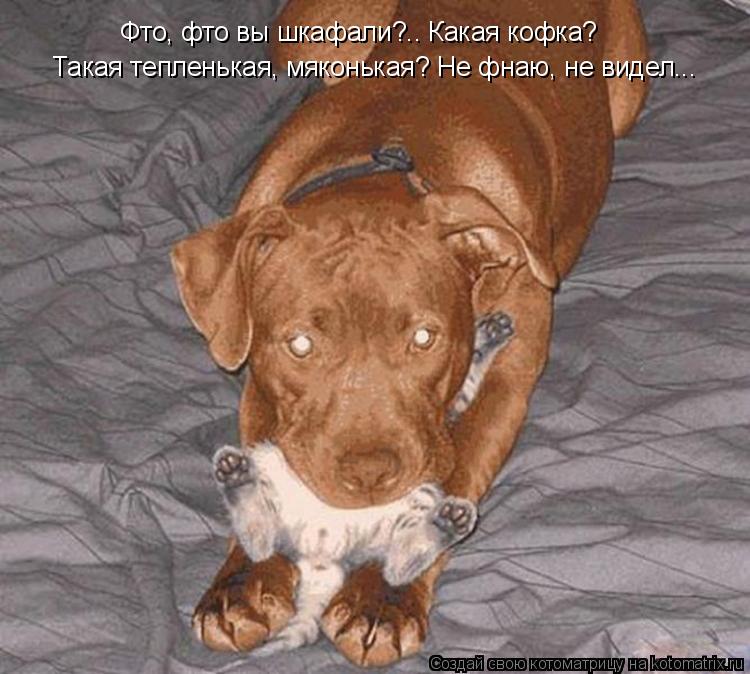 Фто, фто вы шкафали?.. Какая кофка? Такая тепленькая, мяконькая? Не фнаю, не видел...... Котоматрица: Фто, фто вы шкафали?.. Какая кофка? Такая тепленькая, мяконькая? Не фнаю, не видел...