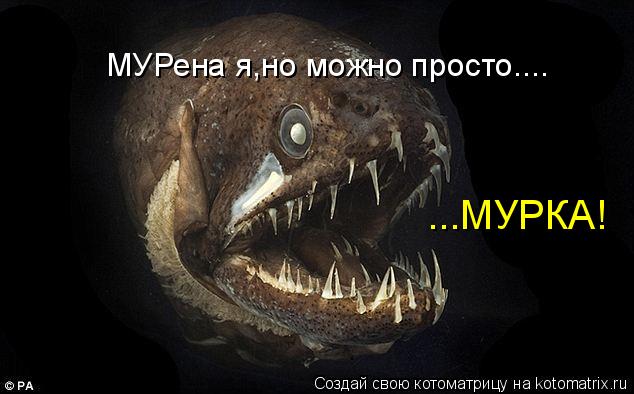 Котоматрица: МУРена я,но можно просто.... ...МУРКА!