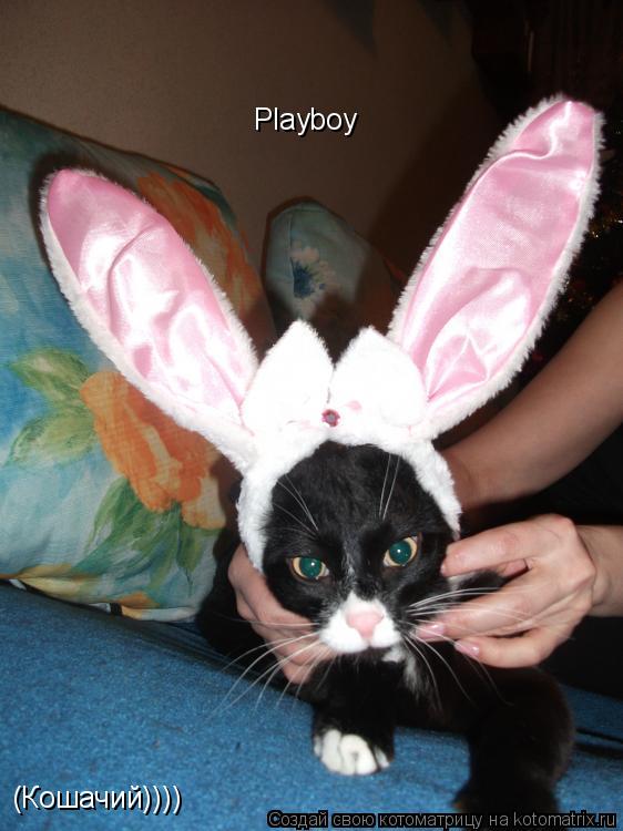 Playboy (Кошачий))))... Котоматрица: Playboy (Кошачий))))