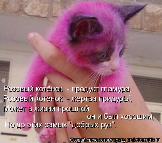 Розовый котёнок - жертва придурЫ, Розовый котёнок - продукт гламура, Может в жизни прошлой он и был... Котоматрица: Розовый котёнок - жертва придурЫ, Розовый котёнок - продукт гламура, Может в жизни прошлой он и был хорошим, Но до этих самых "добрых рук"...