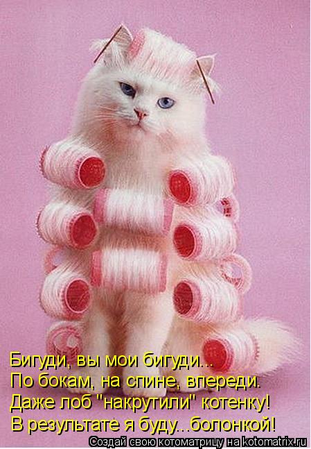 Даже лоб "накрутили" котенку! По бокам, на спине, впереди. Бигуди, вы мои бигуди... В результате я бу... Котоматрица: Даже лоб "накрутили" котенку! По бокам, на спине, впереди. Бигуди, вы мои бигуди... В результате я буду...болонкой!