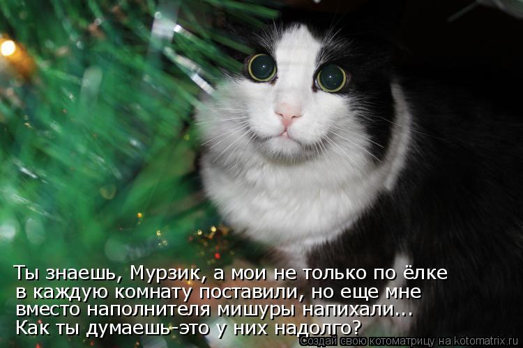Ты знаешь, Мурзик, а мои не только по ёлке в каждую комнату поставили, но еще мне вместо наполнителя ... Котоматрица: Ты знаешь, Мурзик, а мои не только по ёлке в каждую комнату поставили, но еще мне вместо наполнителя мишуры напихали... Как ты думаешь-это у ни