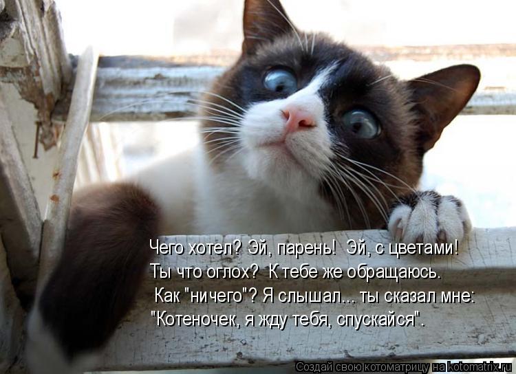 "Котеночек, я жду тебя, спускайся". Ты что оглох? К тебе же обращаюсь. Чего хотел? Эй, парень! Эй, ... Котоматрица: "Котеночек, я жду тебя, спускайся". Ты что оглох? К тебе же обращаюсь. Чего хотел? Эй, парень! Эй, с цветами! Как "ничего"? Я слышал... ты сказал мн