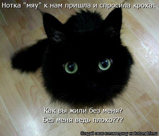Нотка "мяу" к нам пришла и спросила кроха: Без меня ведь плохо??? Как вы жили без меня?... Котоматрица: Нотка "мяу" к нам пришла и спросила кроха: Без меня ведь плохо??? Как вы жили без меня?