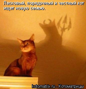 Ласковый, порядочный и честный кот ищет новую семью.... Котоматрица: Ласковый, порядочный и честный кот ищет новую семью.