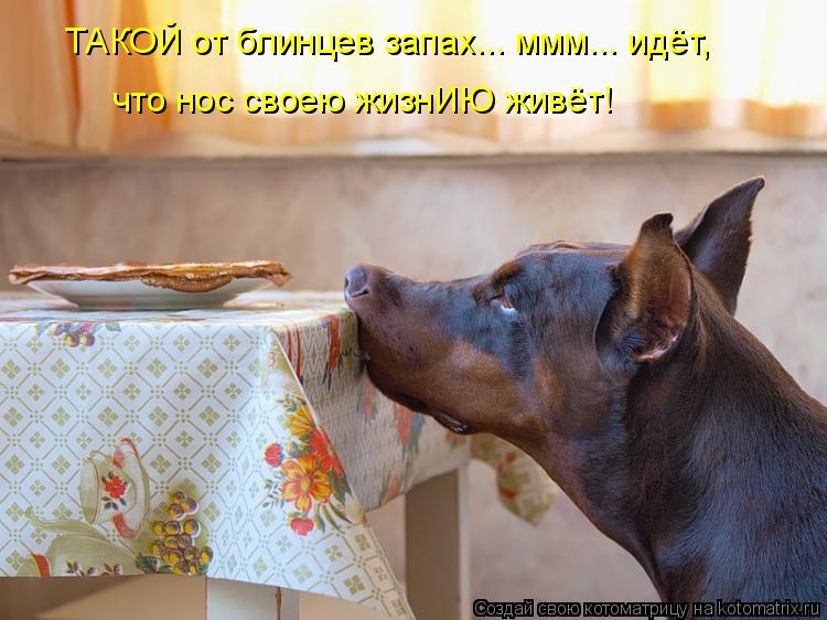 ТАКОЙ от блинцев запах... ммм... идёт, что нос своею жизнИЮ живёт!... Котоматрица: ТАКОЙ от блинцев запах... ммм... идёт, что нос своею жизнИЮ живёт!