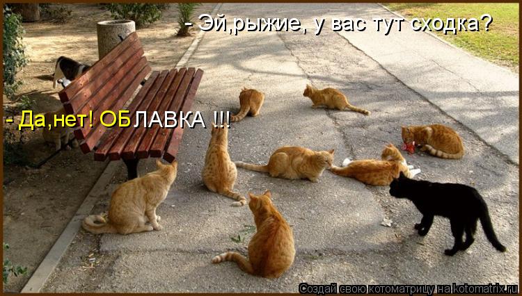 - Эй,рыжие, у вас тут сходка? - Да,нет! ОБ ЛАВКА !!!... Котоматрица: - Эй,рыжие, у вас тут сходка? - Да,нет! ОБ ЛАВКА !!!