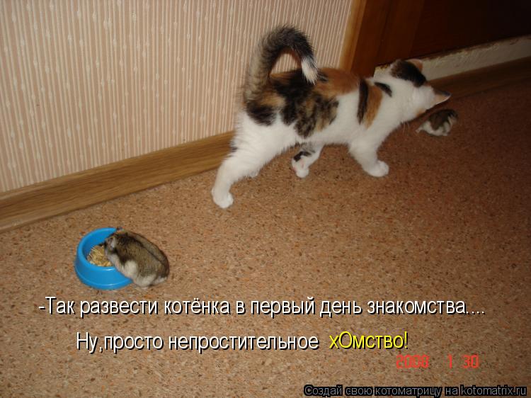Котоматрица: -Так развести котёнка в первый день знакомства.... Ну,просто непростительное  хОмство!