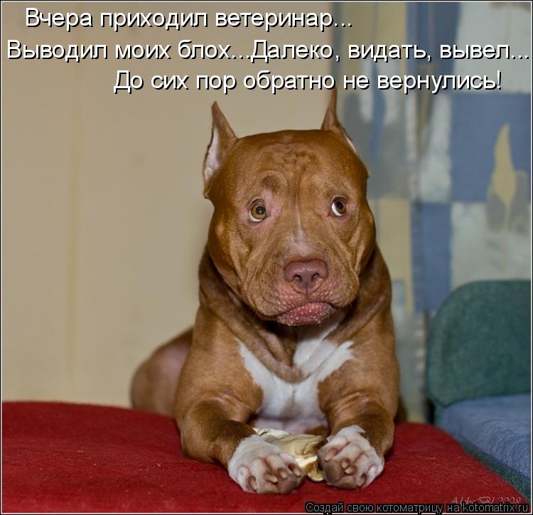 Вчера приходил ветеринар... Выводил моих блох...Далеко, видать, вывел... До сих пор обратно не вернул... Котоматрица: Вчера приходил ветеринар... Выводил моих блох...Далеко, видать, вывел... До сих пор обратно не вернулись!
