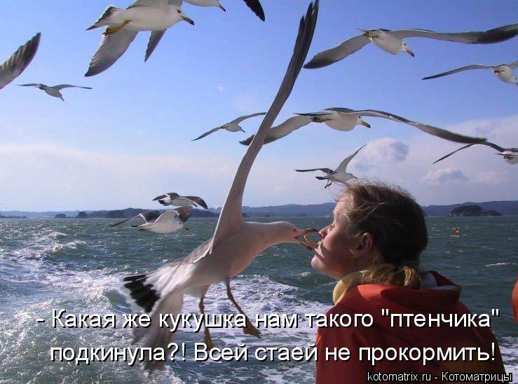 Котоматрица: - Какая же кукушка нам такого "птенчика" подкинула?! Всей стаей не прокормить!