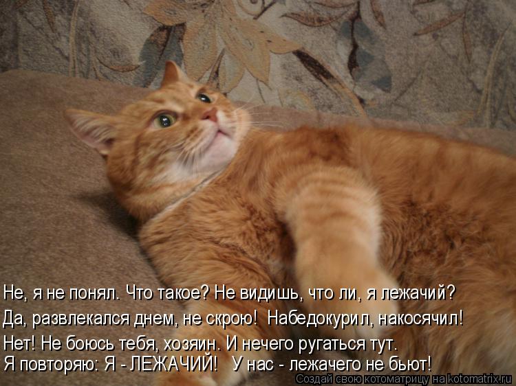 Да, развлекался днем, не скрою! Набедокурил, накосячил! Не, я не понял. Что такое? Не видишь, что ли... Котоматрица: Да, развлекался днем, не скрою! Набедокурил, накосячил! Не, я не понял. Что такое? Не видишь, что ли, я лежачий? Нет! Не боюсь тебя, хозяин. И неч