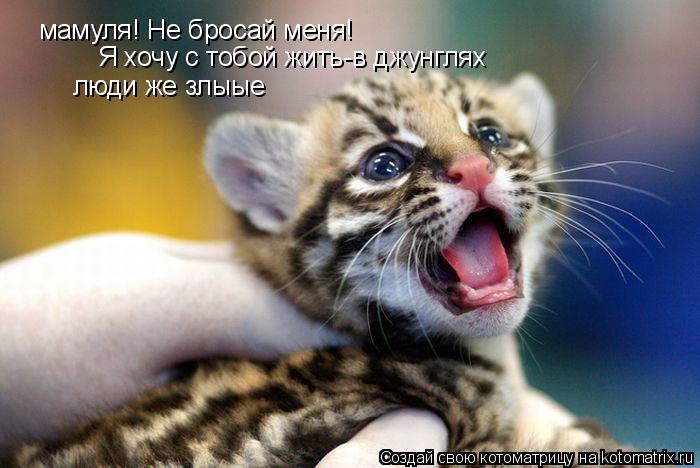 мамуля! Не бросай меня! Я хочу с тобой жить-в джунглях люди же злыые... Котоматрица: мамуля! Не бросай меня! Я хочу с тобой жить-в джунглях люди же злыые