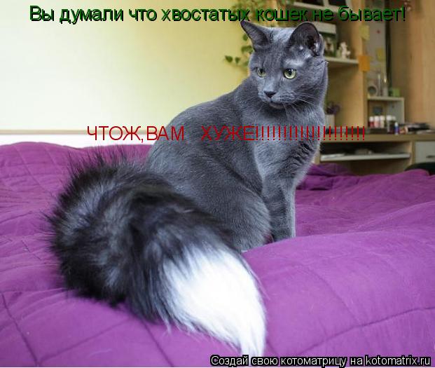 Котоматрица: Вы думали что хвостатых кошек не бывает! Вы думали что хвостатых кошек не бывает! ЧТОЖ,ВАМ   ХУЖЕ!!!!!!!!!!!!!!!!!!!!