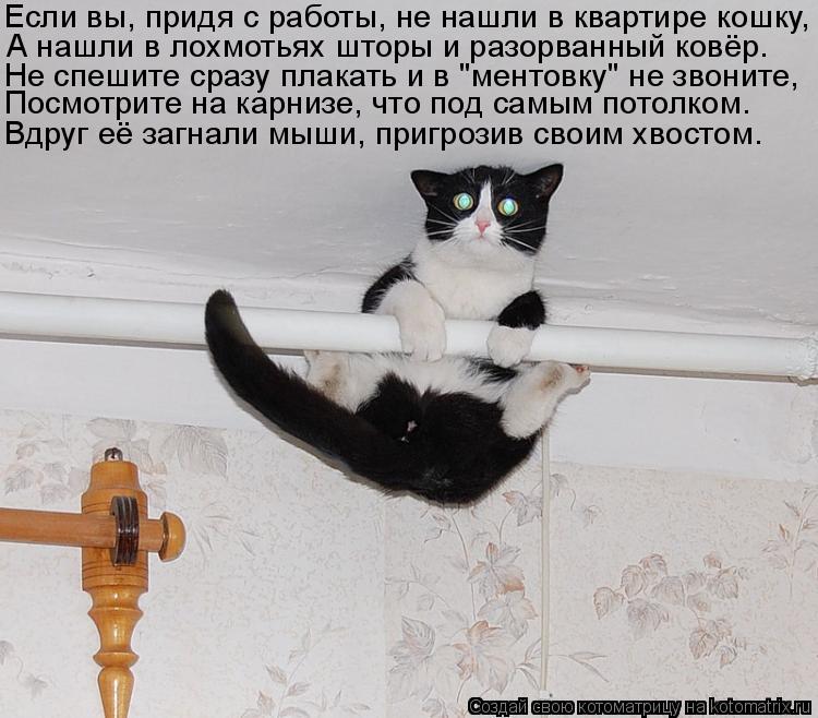 Если вы, придя с работы, не нашли в квартире кошку, А нашли в лохмотьях шторы и разорванный ковёр. Не... Котоматрица: Если вы, придя с работы, не нашли в квартире кошку, А нашли в лохмотьях шторы и разорванный ковёр. Не спешите сразу плакать и в "ментовку" не з