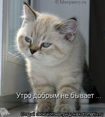 Котоматрица: Утро добрым не бывает ...