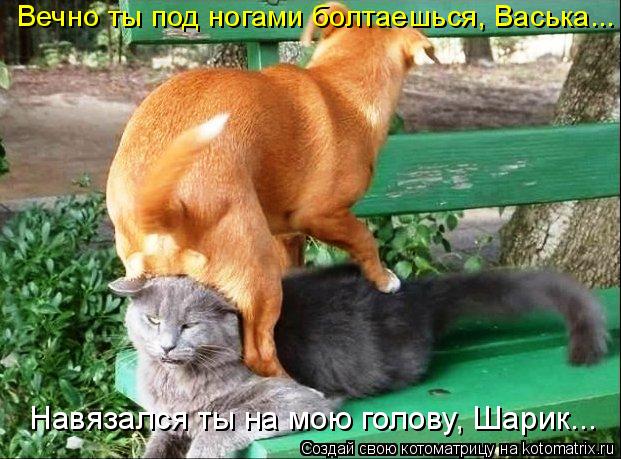 Навязался ты на мою голову, Шарик... Вечно ты под ногами болтаешься, Васька...... Котоматрица: Навязался ты на мою голову, Шарик... Вечно ты под ногами болтаешься, Васька...