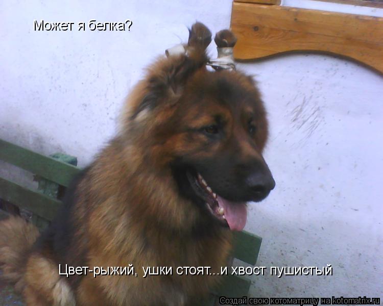 Может я белка? Цвет-рыжий, ушки стоят...и хвост пушистый... Котоматрица: Может я белка? Цвет-рыжий, ушки стоят...и хвост пушистый