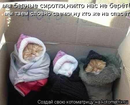 Котоматрица: мы бедные сиротки,никто нас не берёт! мы таем словно свечки,ну кто же на спасёт...