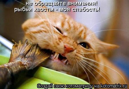 не обращайте внимания! рыбьи хвосты - моя слабость!... Котоматрица: не обращайте внимания! рыбьи хвосты - моя слабость!