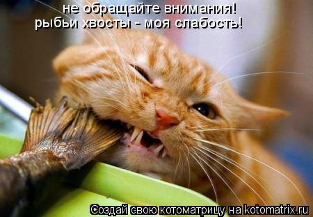 Котоматрица: не обращайте внимания! рыбьи хвосты - моя слабость!