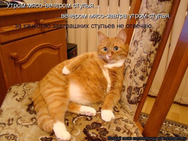 Утром мясо-вечером стулья.... ...вечером мясо-завтра утром стулья, за качество завтрашних стульев не ... Котоматрица: Утром мясо-вечером стулья.... ...вечером мясо-завтра утром стулья, за качество завтрашних стульев не отвечаю....