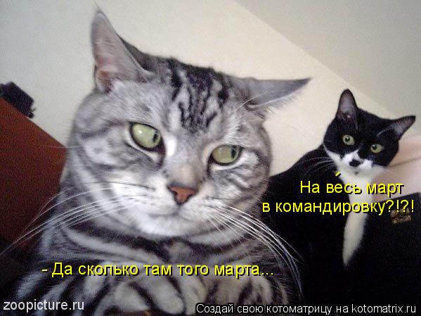 На весь март в командировку?!?! - - Да сколько там того марта...... Котоматрица: На весь март в командировку?!?! - - Да сколько там того марта...