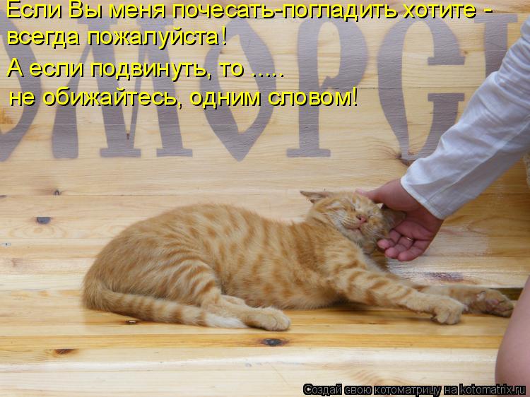 Если Вы меня почесать-погладить хотите - всегда пожалуйста! А если подвинуть, то ..... не обижайтесь,... Котоматрица: Если Вы меня почесать-погладить хотите - всегда пожалуйста! А если подвинуть, то ..... не обижайтесь, одним словом!