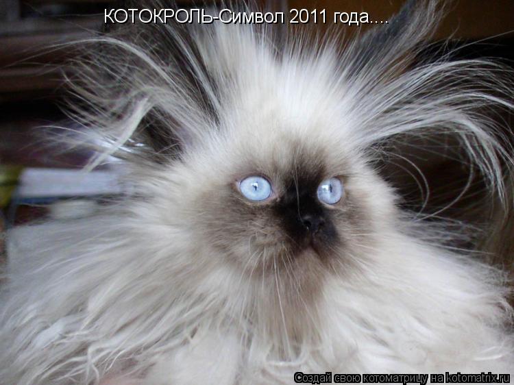 КОТОКРОЛЬ-Символ 2011 года....... Котоматрица: КОТОКРОЛЬ-Символ 2011 года....