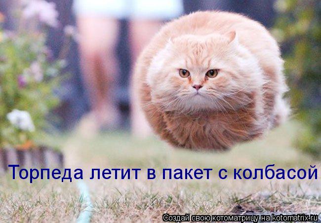 Торпеда летит в пакет с колбасой!!!... Котоматрица: Торпеда летит в пакет с колбасой!!!