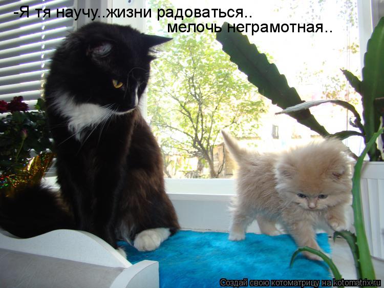 Котоматрица: -Я тя научу..жизни радоваться.. мелочь неграмотная..