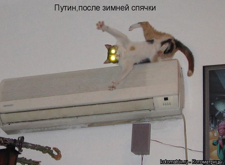 Путин,после зимней спячки... Котоматрица: Путин,после зимней спячки