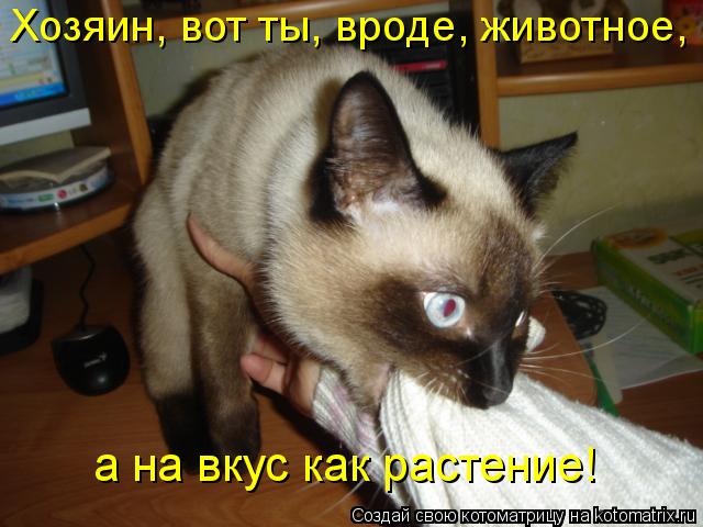 Котоматрица: а на вкус как растение! Хозяин, вот ты, вроде, животное,