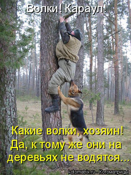 Котоматрица: Волки! Караул! Какие волки, хозяин!  Да, к тому же они на  деревьях не водятся...