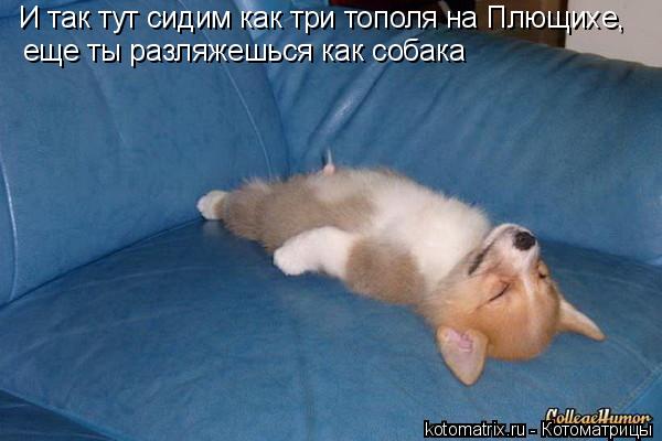 И так тут сидим как три тополя на Плющихе, еще ты разляжешься как собака... Котоматрица: И так тут сидим как три тополя на Плющихе, еще ты разляжешься как собака