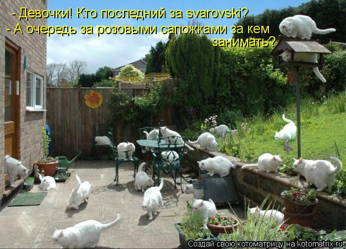 Котоматрица: - Девочки! Кто последний за svarovski? - А очередь за розовыми сапожками за кем  занимать?