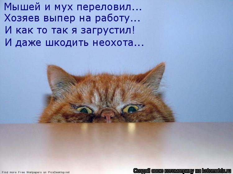 Мышей и мух переловил... Хозяев выпер на работу... И как то так я загрустил! И даже шкодить неохота..... Котоматрица: Мышей и мух переловил... Хозяев выпер на работу... И как то так я загрустил! И даже шкодить неохота...