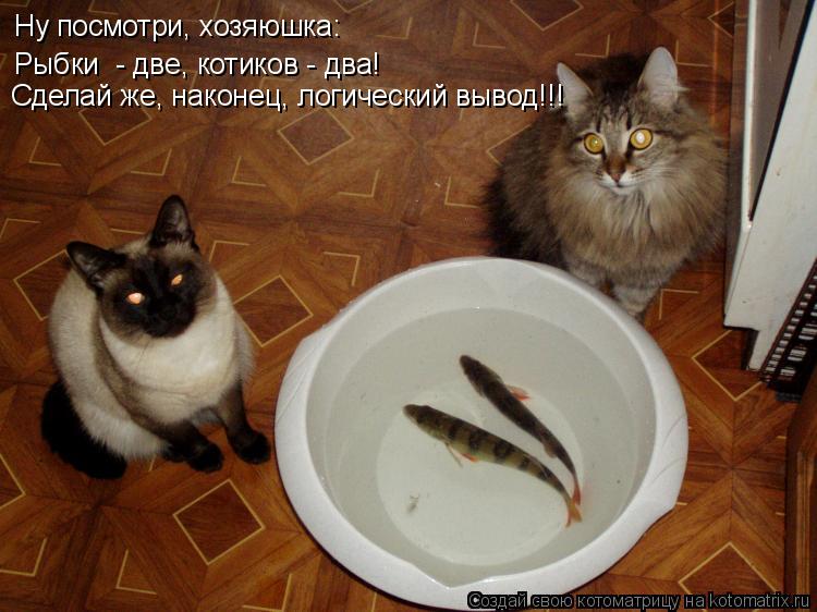 Котоматрица: Ну посмотри, хозяюшка: Рыбки  - две, котиков - два! Сделай же, наконец, логический вывод!!!